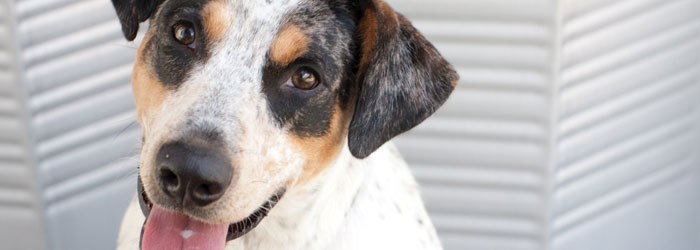 Lost Pet In Austin Texas What To Do? - Okey DoKey Locksmith